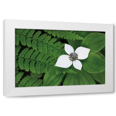 Bunchberry and Ferns II color White Modern Wood Framed Art Print by Audit, Lisa