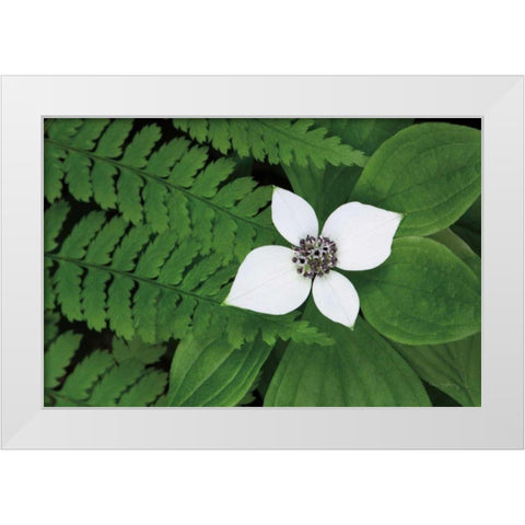 Bunchberry and Ferns II color White Modern Wood Framed Art Print by Audit, Lisa