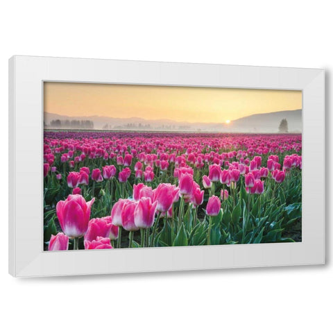 Skagit Valley Tulips I White Modern Wood Framed Art Print by Audit, Lisa