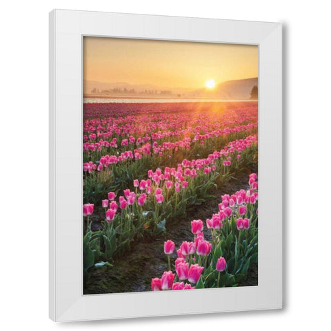Skagit Valley Tulips II White Modern Wood Framed Art Print by Audit, Lisa