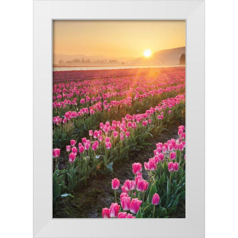 Skagit Valley Tulips II White Modern Wood Framed Art Print by Audit, Lisa