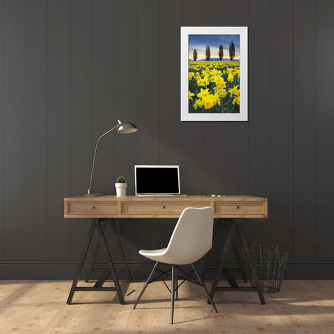 Skagit Valley Daffodils I White Modern Wood Framed Art Print by Audit, Lisa