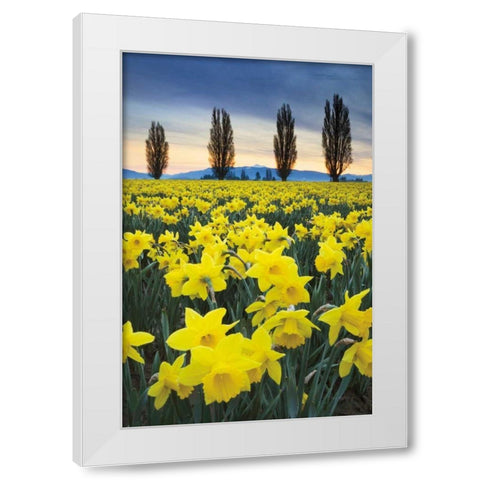 Skagit Valley Daffodils I White Modern Wood Framed Art Print by Audit, Lisa