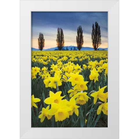 Skagit Valley Daffodils I White Modern Wood Framed Art Print by Audit, Lisa