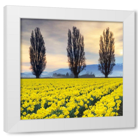 Skagit Valley Daffodils II White Modern Wood Framed Art Print by Audit, Lisa
