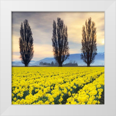 Skagit Valley Daffodils II White Modern Wood Framed Art Print by Audit, Lisa