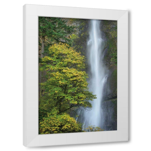 Multnomah Falls color White Modern Wood Framed Art Print by Majchrowicz, Alan