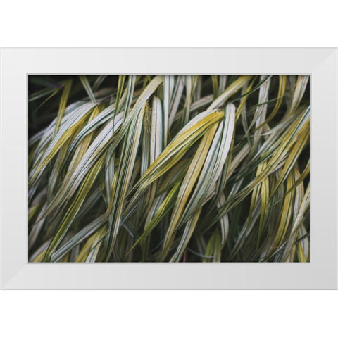 Leafy III White Modern Wood Framed Art Print by Urquhart, Elizabeth