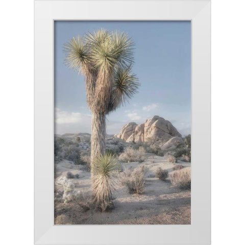 Joshua Tree National Park I White Modern Wood Framed Art Print by Majchrowicz, Alan