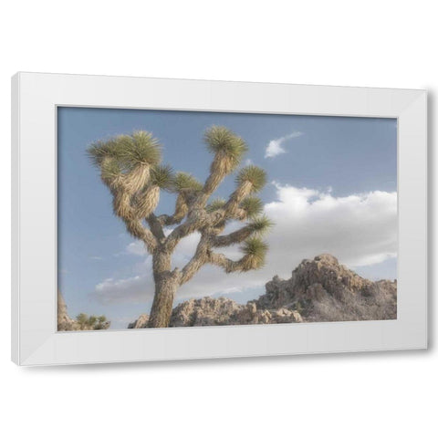 Joshua Tree National Park III White Modern Wood Framed Art Print by Majchrowicz, Alan
