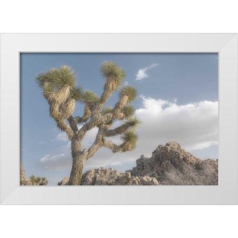 Joshua Tree National Park III White Modern Wood Framed Art Print by Majchrowicz, Alan