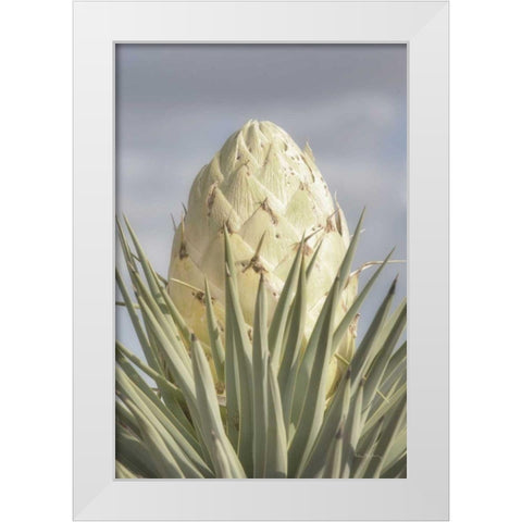 Joshua Tree White Modern Wood Framed Art Print by Majchrowicz, Alan