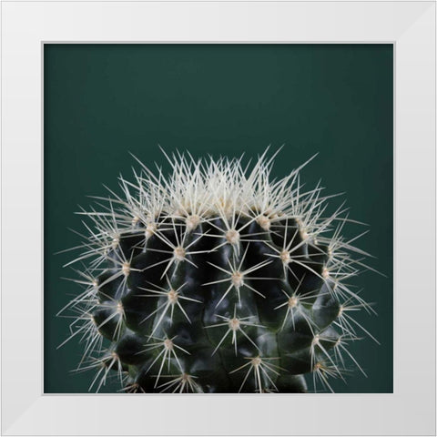 Cacti II White Modern Wood Framed Art Print by Eichman, Andre