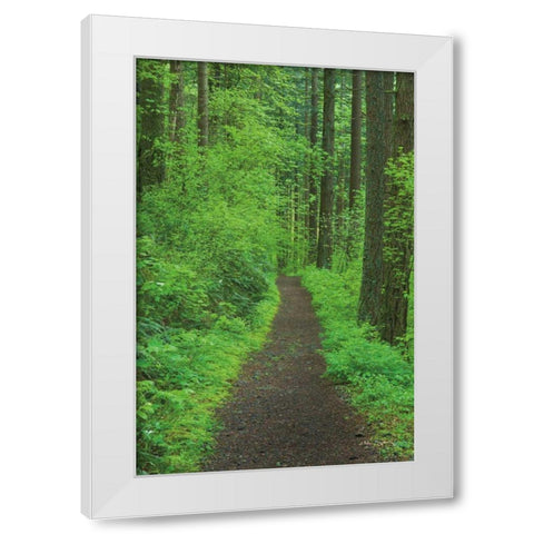 Hiking Trail in Columbia River Gorge II White Modern Wood Framed Art Print by Majchrowicz, Alan