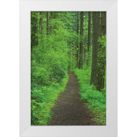 Hiking Trail in Columbia River Gorge II White Modern Wood Framed Art Print by Majchrowicz, Alan