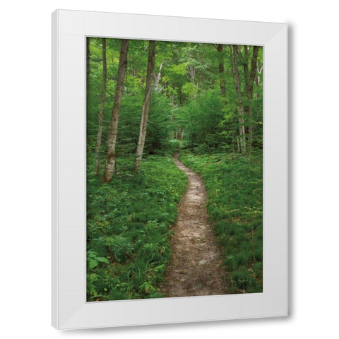 North Country Trail White Modern Wood Framed Art Print by Majchrowicz, Alan