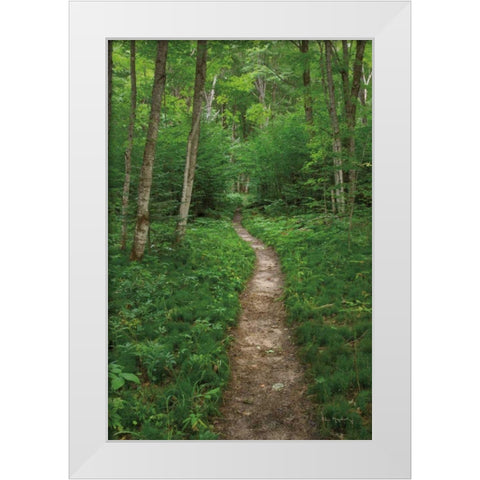 North Country Trail White Modern Wood Framed Art Print by Majchrowicz, Alan