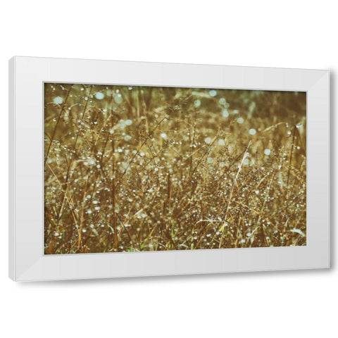 Dew on Grasses White Modern Wood Framed Art Print by Aledanda