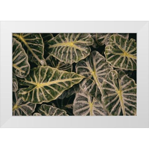 Greenery Abounds White Modern Wood Framed Art Print by Aledanda