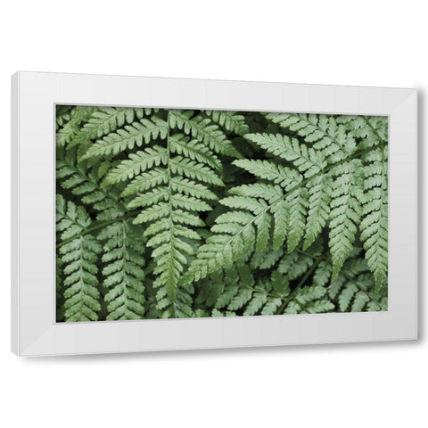 Lady Ferns II Color White Modern Wood Framed Art Print by Majchrowicz, Alan