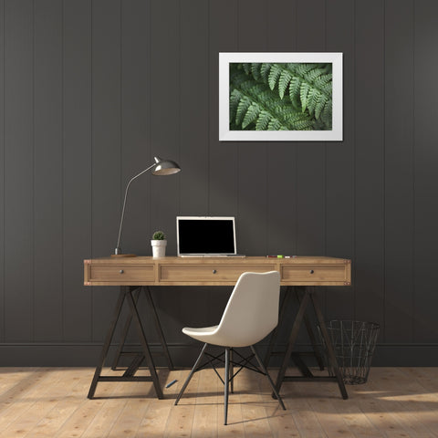 Lady Ferns III Color White Modern Wood Framed Art Print by Majchrowicz, Alan