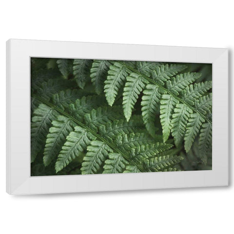 Lady Ferns III Color White Modern Wood Framed Art Print by Majchrowicz, Alan