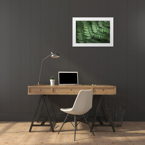 Lady Ferns IV Color White Modern Wood Framed Art Print by Majchrowicz, Alan