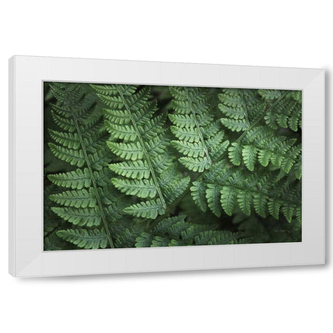 Lady Ferns IV Color White Modern Wood Framed Art Print by Majchrowicz, Alan