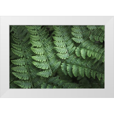 Lady Ferns IV Color White Modern Wood Framed Art Print by Majchrowicz, Alan