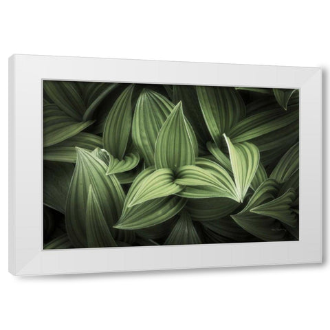 Corn Lily I White Modern Wood Framed Art Print by Majchrowicz, Alan