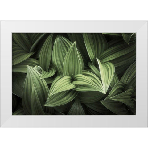 Corn Lily I White Modern Wood Framed Art Print by Majchrowicz, Alan