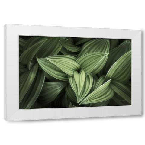 Corn Lily II White Modern Wood Framed Art Print by Majchrowicz, Alan