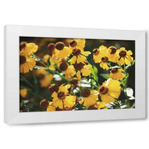 Autumn Flowers II White Modern Wood Framed Art Print by Marshall, Laura