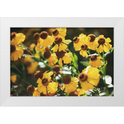 Autumn Flowers II White Modern Wood Framed Art Print by Marshall, Laura