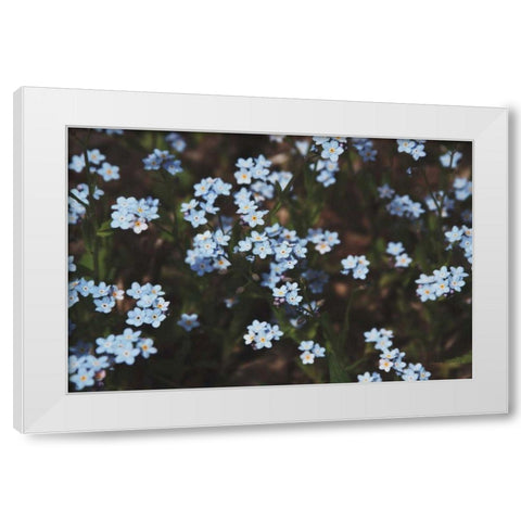 Forget Me Nots I White Modern Wood Framed Art Print by Marshall, Laura