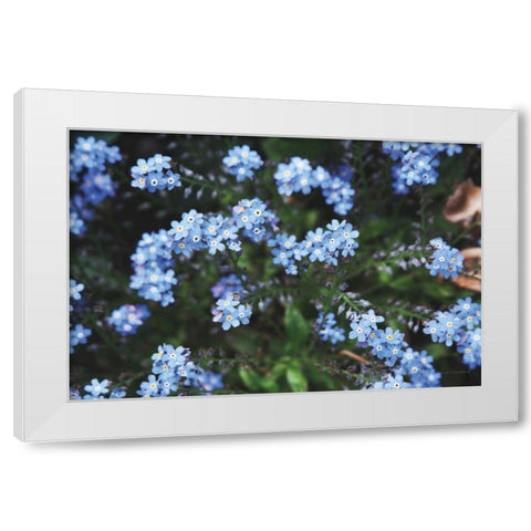 Forget Me Nots IV White Modern Wood Framed Art Print by Marshall, Laura