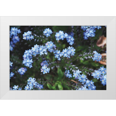 Forget Me Nots IV White Modern Wood Framed Art Print by Marshall, Laura
