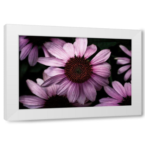 Echinacea White Modern Wood Framed Art Print by Catterall, Elise