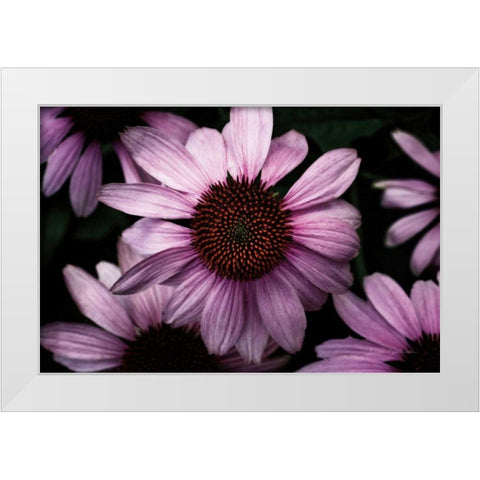 Echinacea White Modern Wood Framed Art Print by Catterall, Elise