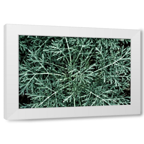 Greenery Closeup White Modern Wood Framed Art Print by Catterall, Elise
