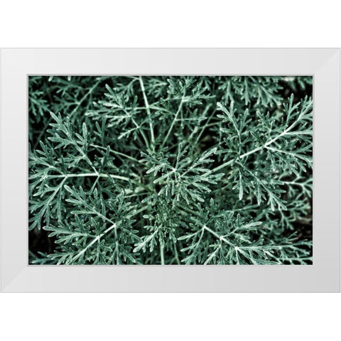 Greenery Closeup White Modern Wood Framed Art Print by Catterall, Elise