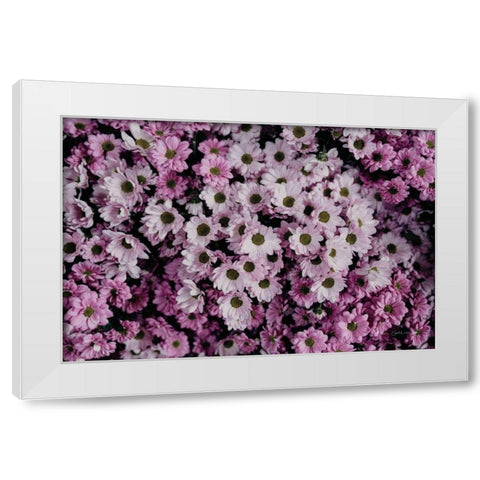 Pale Daisies White Modern Wood Framed Art Print by Catterall, Elise