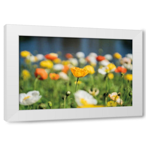Poppy Field White Modern Wood Framed Art Print by Catterall, Elise