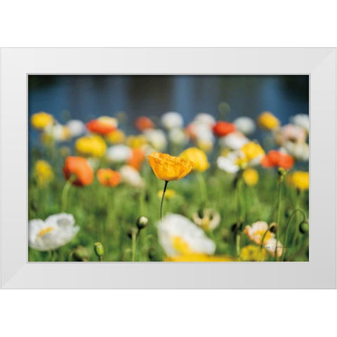 Poppy Field White Modern Wood Framed Art Print by Catterall, Elise