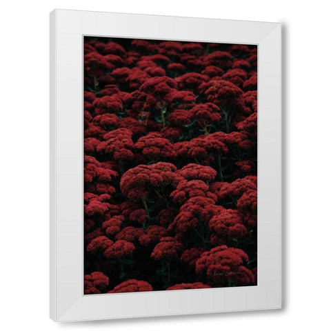 Sedum White Modern Wood Framed Art Print by Catterall, Elise