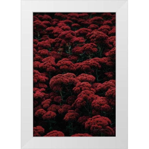 Sedum White Modern Wood Framed Art Print by Catterall, Elise