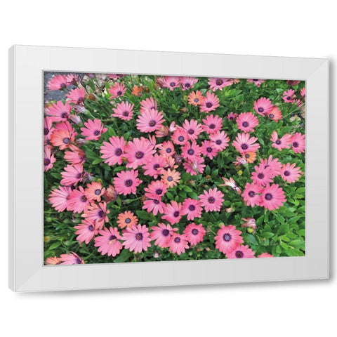 Pink Spring White Modern Wood Framed Art Print by Goldstein, Ed