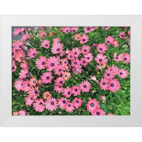 Pink Spring White Modern Wood Framed Art Print by Goldstein, Ed