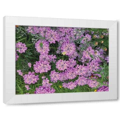 Purple Spring White Modern Wood Framed Art Print by Goldstein, Ed