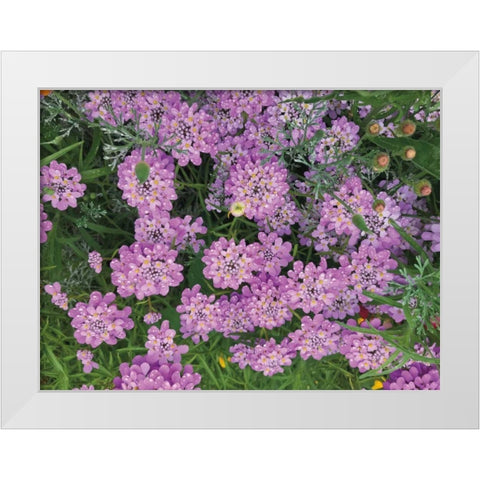 Purple Spring White Modern Wood Framed Art Print by Goldstein, Ed